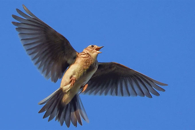 Das Foto bildet eine Feldlerche im Sinkflug ab. Fotograf ist Axel Assmann.
